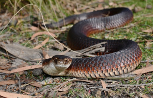 Lowland copperhead