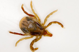 Paralysis tick (Ixodes holocyclus)